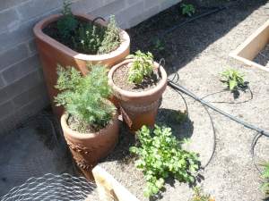 pots of lavendar, dill, cilantro, and basil