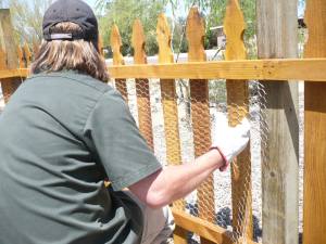 putting up a chicken wire on a wooden fence