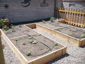 community garden beds with small plants