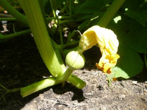 First squash growing