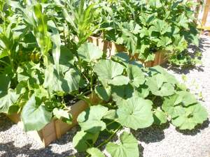 Squash plant overflowing beyond bed
