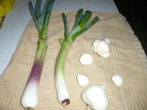 onion and garlic fresh from the ground