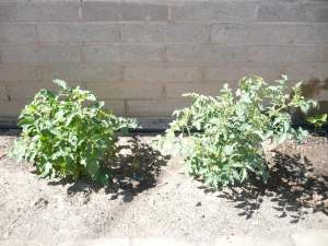 two tomato plants - roma and cherry