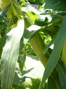 corn growing in husk