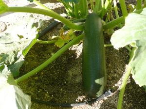 zucchini growing