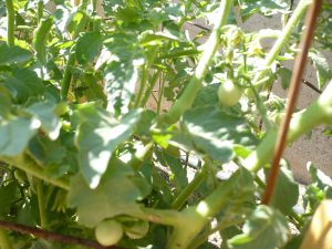 Cherry tomatoes growing on plant