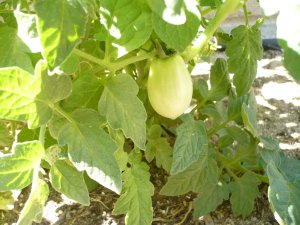 roma tomato growing on plant
