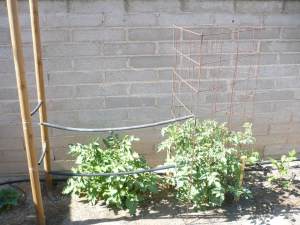 Tomato Plants with support - a cage and some posts