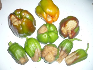 Peppers with blossom end rot