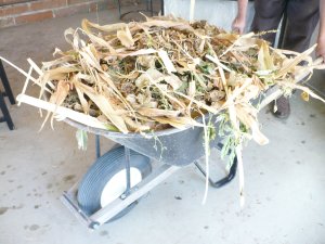 Corn and beans for compost