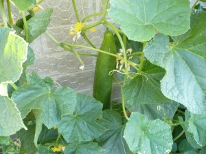 cucumber growing on plant