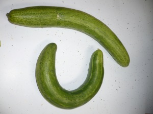 two cucumbers with different shapes