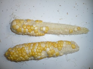 corn on the cob with lack of kernels