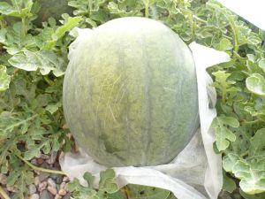 Watermelon ready to harvest