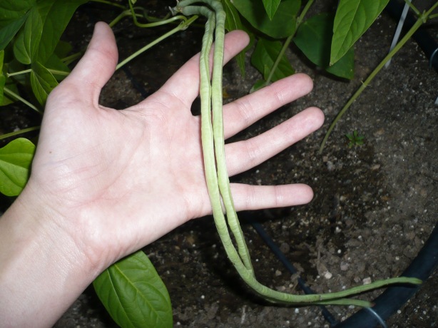 yard long beans in hand