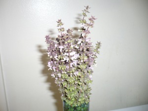 Thai basil flowers in vase