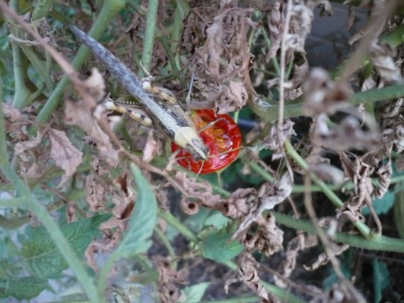 grasshopper eating cherry tomato