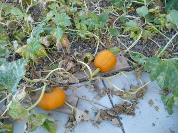 pumpkin plant with two pumpkins