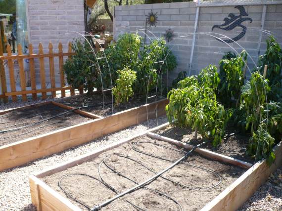 Community garden beds
