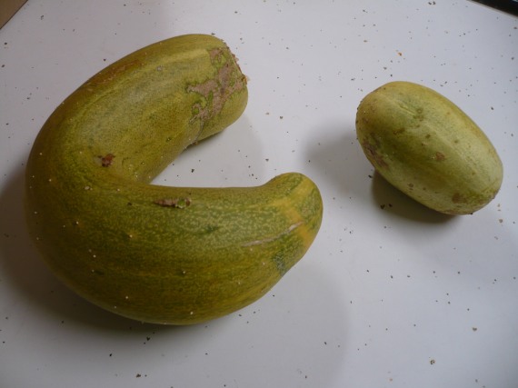 Funny shaped cucumbers from the garden