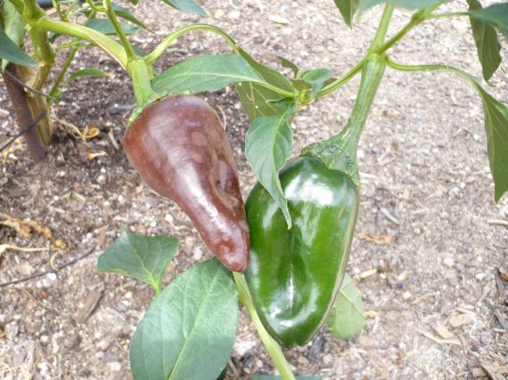 Poblanos in August