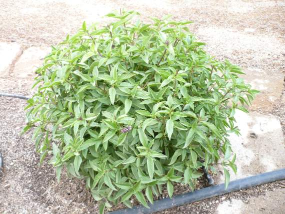 Thai basil plant in July
