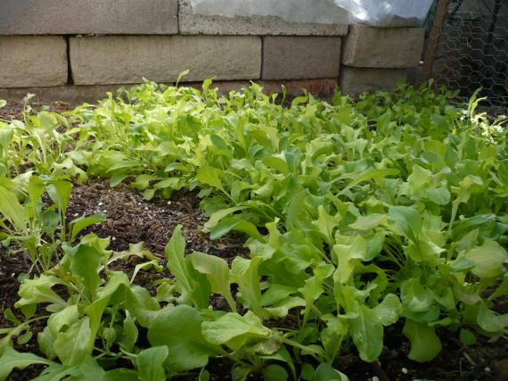 Lettuce plants