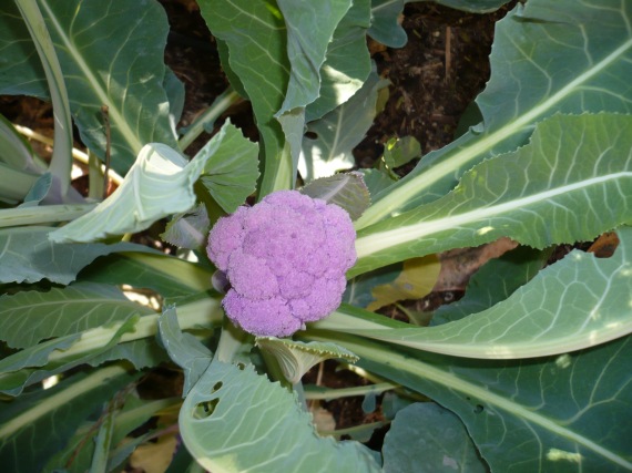 Purple cauliflower plant