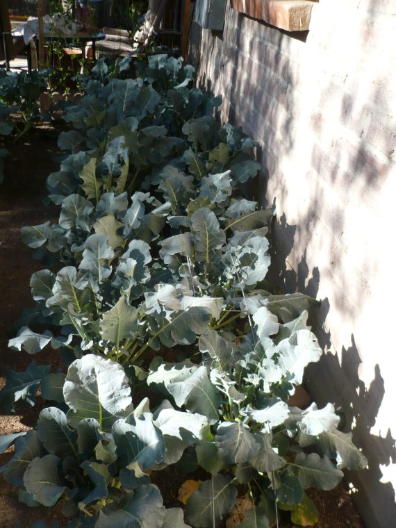 Broccoli plants