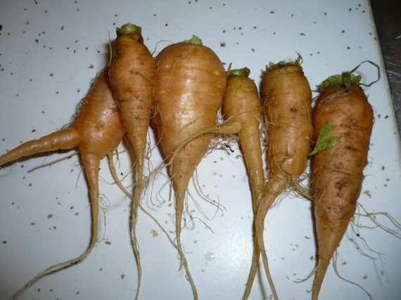 Carrots - short variety