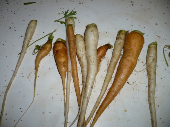 Carrots - multicolor variety
