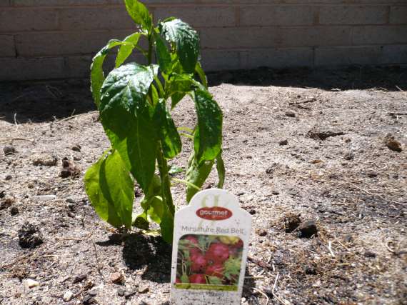 Mminiature red bell pepper plant